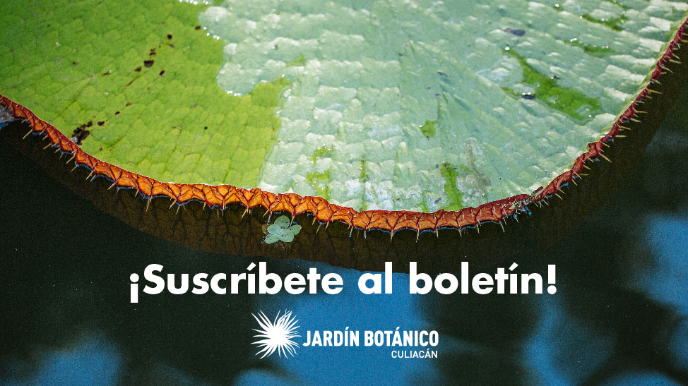 Jardín Botánico Culiacán | Inicio